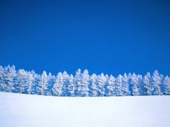 Tapeta Nature trees with snow 002.jpg